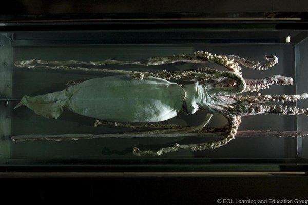 Профессиональные сервисы на кракен сайт