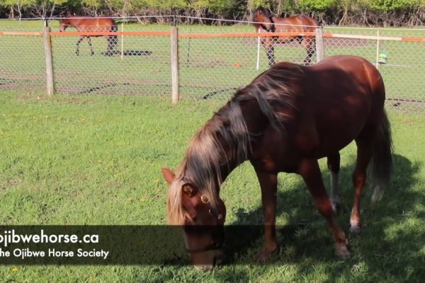 Кракен тор для профессионалов